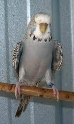 grigio